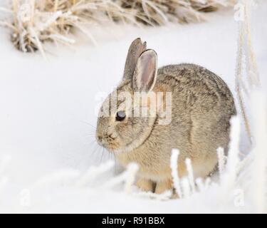 Un lapin à la montagne dans la neige à Seedskadee National Wildlife Refuge dans Sweetwater County, Wyoming. Banque D'Images