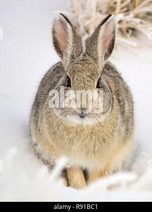 Un lapin à la montagne dans la neige à Seedskadee National Wildlife Refuge dans Sweetwater County, Wyoming. Banque D'Images