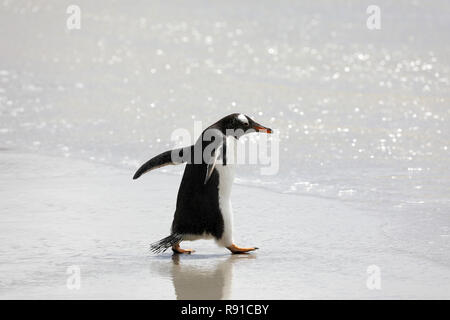 Un pingouin s'exécute dans le surf sur la plage peu profonde dans le cou sur Saunders Island, Îles Falkland Banque D'Images