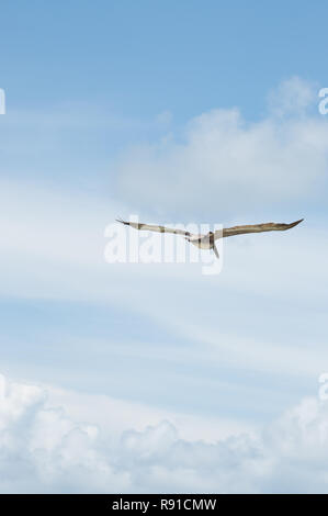 Pelican oiseau en vol. Banque D'Images