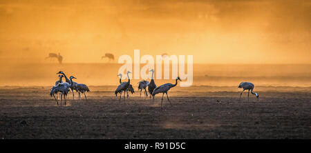 Grues dans un champ arable au lever du soleil. Crane, commun Nom scientifique : Grus grus grus, communis. L'alimentation des grues au lever du soleil dans la région de la Par Banque D'Images