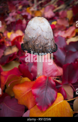 Un Shaggy Inky Pac (Coprinus comatus) champignons poussant parmi les feuilles aux couleurs automnales à Adelaide, Australie du Sud. Banque D'Images