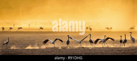 Grues dans un champ arable au lever du soleil. Crane, commun Nom scientifique : Grus grus grus, communis. L'alimentation des grues au lever du soleil dans la région de la Par Banque D'Images