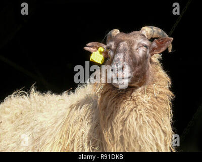 Drent Heath, buck Ram, avec de vieux, tup et cornes d'oreille jaune devant un fond noir. Drents. heideschaap Banque D'Images