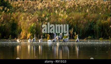 Grues cendrées (Grus grus) dans l'eau. Troupeau de grues sur le lac au lever du soleil. Matin Paysage de Vallée de Hula réserver. Israël. Banque D'Images