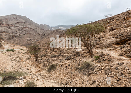 Les arbres d'encens près de Marseille dans le sud de la province de Dhofar en Oman Banque D'Images