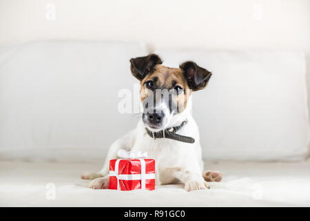 Cute little fox terrier puppy sur lit avec petite boîte cadeau. Jeune chien se trouve à présent à ses pattes dans la chambre Banque D'Images