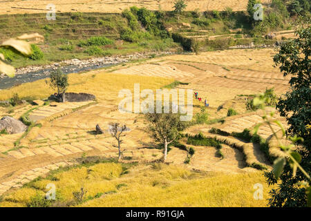 La fertile vallée de la rivière Budhi Gandaki est suivie sur la première section de l'Manaslu trek Circuit dans l'Himalaya au Népal Banque D'Images