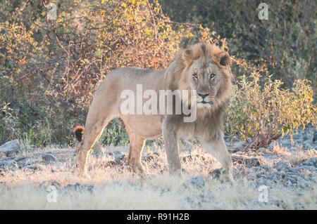 Grand mâle lion tôt le matin Banque D'Images