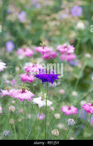 Nigella damascena persan 'Bijoux' fleurs. L'amour dans la brume. Banque D'Images