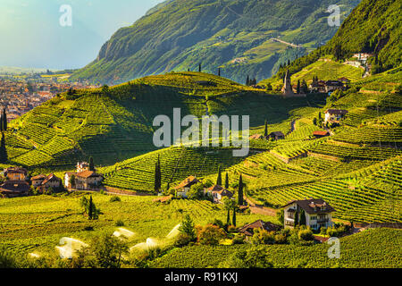 Vignes voir à Santa Maddalena Bolzano Droopweg 21. Trentin-haut-Adige Sud Tyrol, l'Italie, l'Europe. Banque D'Images