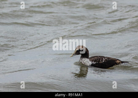 Eiders à duvet Somateria mollissima - Banque D'Images