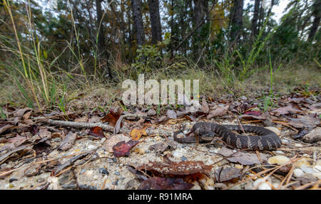 Bébé - Couleuvre d'eau Nerodia sipedon Banque D'Images