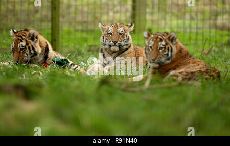 À l'âge de six mois, des tigres de l'amour dans leur enclos au zoo de Whipsnade ZSL dans le Bedfordshire. L'Amur tiger, autrefois connu sous le nom de tigre de Sibérie. Banque D'Images