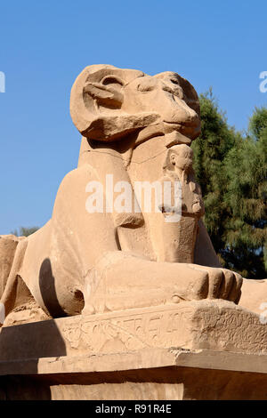 Gros plan sur sphinx à tête de bélier dans le Temple de Karnak - Louxor, Egypte Banque D'Images