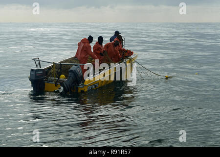 Durban, le KwaZulu-Natal, Afrique du Sud, l'équipe de travail sur le transport bateau Pumas requins à partir de l'eau anti net pour l'inspection et l'entretien Banque D'Images