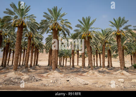 L'agriculture du désert. Plantation de palmiers photographiés dans la région de la Mer Morte, Israël Banque D'Images