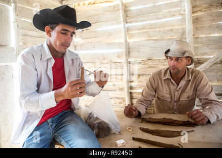 Les producteurs de tabac, deux hommes portant des chapeaux de cow-boy la préparation des cigares cubains, Viñales, Pinar del Rio, Cuba Banque D'Images