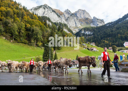 Les hommes de bovins d'alpages et à Wildhaus, Saint-Gall, Suisse. Le massif de l'Alpstein est visible dans l'arrière-plan Banque D'Images