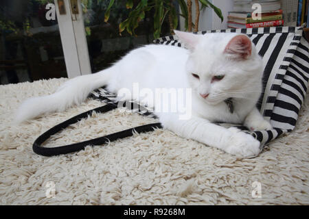 Chat Angora Turc blanc portant sur Tote Bag Banque D'Images