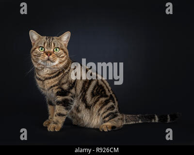 Beau jeune black adultes American Shorthair tabby cat sitting côté. À tout droit à l'objectif avec les yeux jaune/vert. Isolé sur un dos noir Banque D'Images