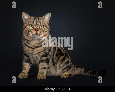 Beau jeune black adultes American Shorthair tabby cat sitting côté. À tout droit à l'objectif avec les yeux jaune/vert. Isolé sur un dos noir Banque D'Images