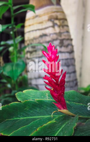 Alpinia purpurata rouge, gingembre, également appelé plume Autruche rose et gingembre, cône sont des plantes à fleurs voyantes malaisienne sur des Banque D'Images