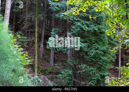 Bois profonds de Peneda Geres Parc naturel dans le nord du Portugal au début de l'automne. Banque D'Images