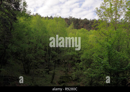 Nord du Portugal au printemps la forêt vue d'en haut - Parc Naturel de Peneda-Geres Banque D'Images