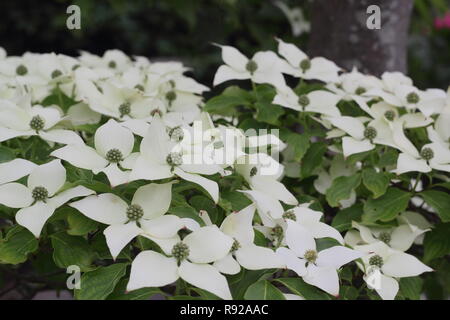 Cornus kousa var. chinensis 'China Girl'. Crémeux de bractées de la floraison du cornouiller chinois 'China Girl, début de l'été, UK Banque D'Images