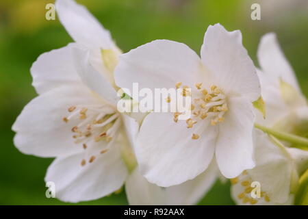 Philadelphus coronarius 'Aureus'. Fleurs parfumées de Golden seringat 'Aureus' au début de l'été. juin, UK Banque D'Images