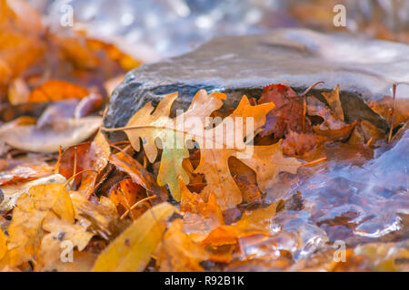 Les feuilles d'Orange sur le sol près du bord de la rivière gelée Banque D'Images