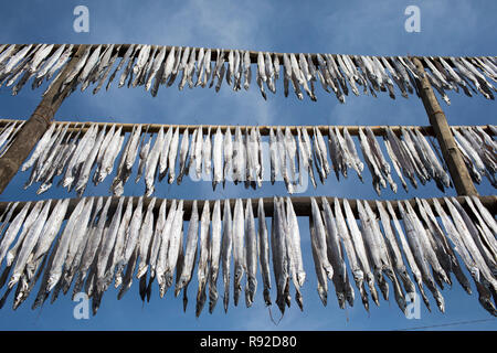 Les poissons sont la pendaison pour être séché à l'usine de poisson sec Nazirartek à Cox's Bazar, le Bangladesh. Banque D'Images