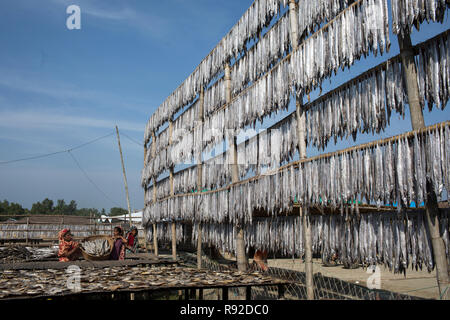 Les poissons sont la pendaison pour être séché à l'usine de poisson sec Nazirartek à Cox's Bazar, le Bangladesh. Banque D'Images