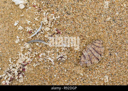 La vie de la mer se trouvant à la plage de sable fin. Les moules, les plumes et le reste d'une méduse sur le terrain sur la côte de Tunquen beach au Chili Banque D'Images