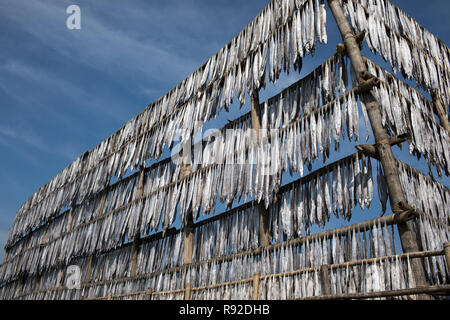 Les poissons sont la pendaison pour être séché à l'usine de poisson sec Nazirartek à Cox's Bazar, le Bangladesh. Banque D'Images