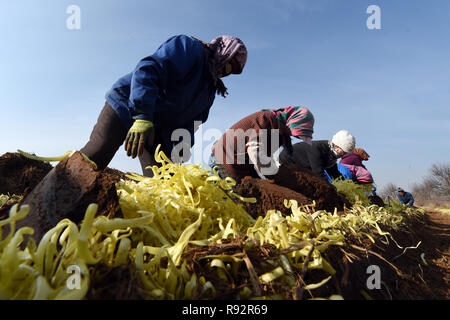 Lanzhou, Province de Gansu en Chine. Dec 19, 2018. Organiser les agriculteurs-nouvellement récoltées à Zhangjiadaping ciboulette foyer Village d'Xiliugou sous-district, District de Xigu à Lanzhou, capitale de la province de Gansu, dans le nord-ouest de la Chine, le 19 décembre 2018. Ventilateur/Peishen Crédit : Xinhua/Alamy Live News Banque D'Images