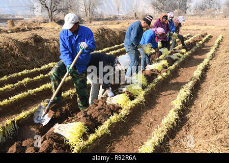 Lanzhou, Province de Gansu en Chine. Dec 19, 2018. Les agriculteurs récoltent foyer ciboulette à Zhangjiadaping Xiliugou Village de sous-district, District de Xigu à Lanzhou, capitale de la province de Gansu, dans le nord-ouest de la Chine, le 19 décembre 2018. Ventilateur/Peishen Crédit : Xinhua/Alamy Live News Banque D'Images