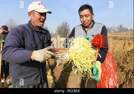 Lanzhou, Province de Gansu en Chine. Dec 19, 2018. Organiser les agriculteurs-nouvellement récoltées à Zhangjiadaping ciboulette foyer Village d'Xiliugou sous-district, District de Xigu à Lanzhou, capitale de la province de Gansu, dans le nord-ouest de la Chine, le 19 décembre 2018. Ventilateur/Peishen Crédit : Xinhua/Alamy Live News Banque D'Images