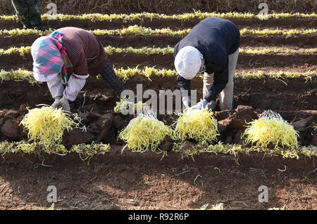 Lanzhou, Province de Gansu en Chine. Dec 19, 2018. Organiser les agriculteurs-nouvellement récoltées à Zhangjiadaping ciboulette foyer Village d'Xiliugou sous-district, District de Xigu à Lanzhou, capitale de la province de Gansu, dans le nord-ouest de la Chine, le 19 décembre 2018. Ventilateur/Peishen Crédit : Xinhua/Alamy Live News Banque D'Images