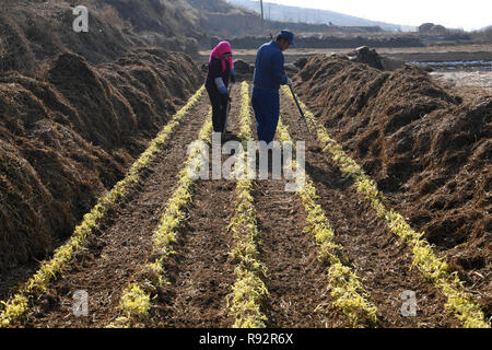 Lanzhou, Province de Gansu en Chine. Dec 19, 2018. Les agriculteurs récoltent foyer ciboulette à Zhangjiadaping Xiliugou Village de sous-district, District de Xigu à Lanzhou, capitale de la province de Gansu, dans le nord-ouest de la Chine, le 19 décembre 2018. Ventilateur/Peishen Crédit : Xinhua/Alamy Live News Banque D'Images