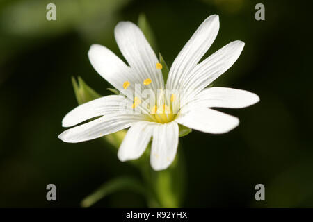 Plan macro sur une fleur mouron des oiseaux (Stellaria) en fleurs Banque D'Images