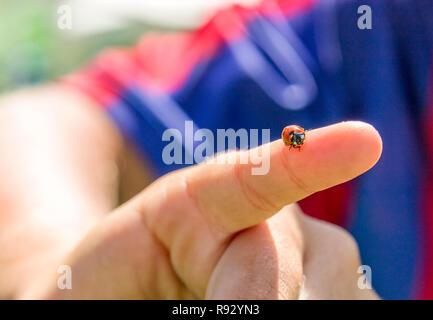 Ladybug assis sur un côté de l'enfant Banque D'Images