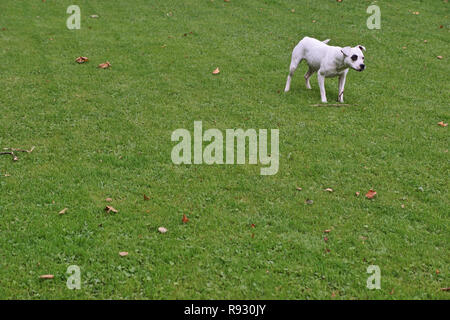 Bull Terrier sur prairie, Irlande Banque D'Images