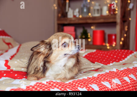 Chihuahua chien est allongé sur le lit. Repos pour animaux Banque D'Images