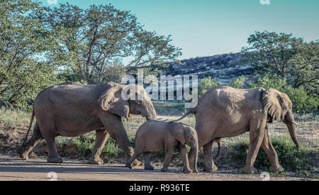 Namibienne d'éléphants sauvages Banque D'Images