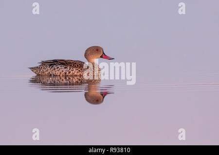 Seul Canard du Cap sur le lac. Banque D'Images