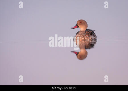 Canard du cap avec la réflexion sur l'eau. Banque D'Images