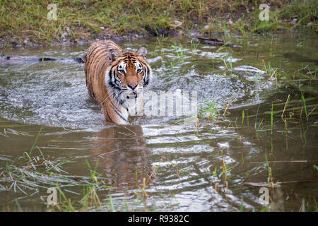 Le passage avec l'eau du Tigre et de réflexion des ondes Banque D'Images