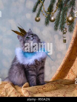 Jolie kitty under Christmas Tree Banque D'Images